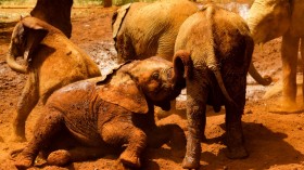 Baby Elephants in Sheldrick Wildlife Orphange, Nairobi