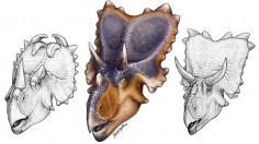 Mercuriceratops Gemini