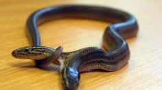 A two-headed snake, born in Northlands