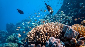 Is Traffic Calming the Key to Robust Coral Reefs?