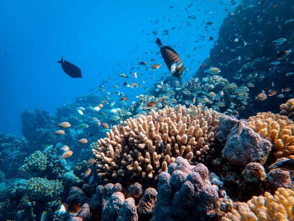 Is Traffic Calming the Key to Robust Coral Reefs?