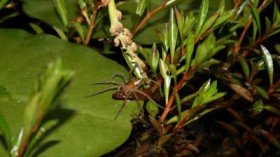 Dolomedes facetus captured pond fish (genus Xiphophorus) in a garden pond near Brisbane, Queensland, Australia.