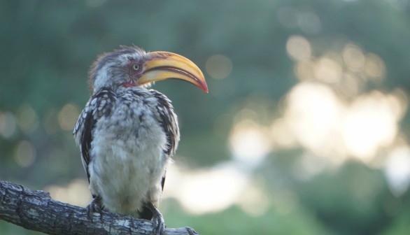 Yellow-Billed Hornbill Faces Local Extinction, Climate Change at Fault