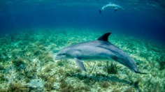 Dolphins Perform Self-Medication by Rubbing Against Corals