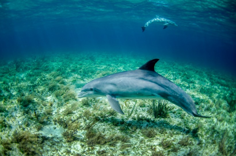 Dolphins Perform Self-Medication by Rubbing Against Corals