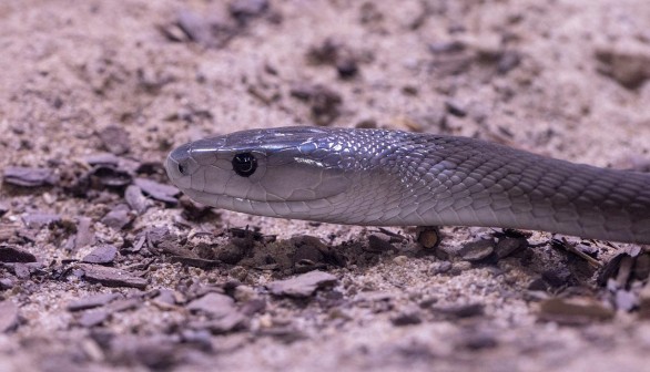 Pair of Black Mamba Snakes Found on the Same Property