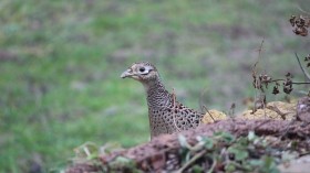 pheasant