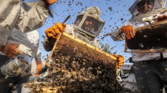 PALESTINIAN-GAZA-ECONOMY-APICULTURE-BEEKEEPING