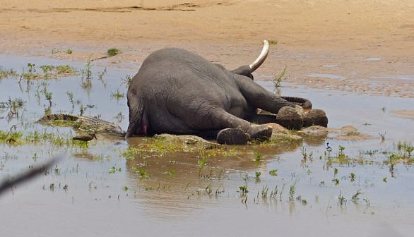Mourning Elephant Mother Carries Dead Calf in Weeks-Long Ritual