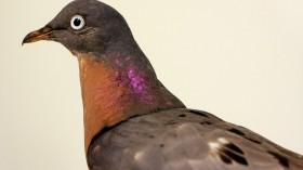 passenger pigeon