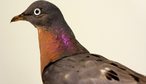 passenger pigeon