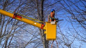 Glazebrook recommends trimming trees during fall or winter and not on spring