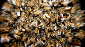 Bee Swarm