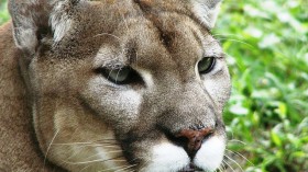 Florida panther