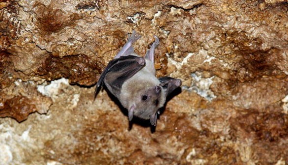 An Egyptian fruit bat hangs upside down