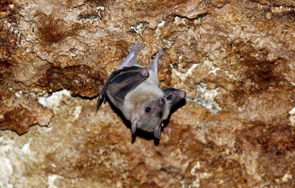 An Egyptian fruit bat hangs upside down