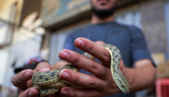 IRAQ-MARKET-ANIMALS