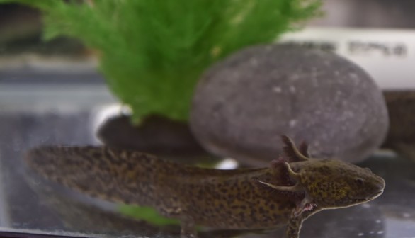 MEXICO-NATURE-ANIMALS-AXOLOTL