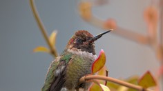 Hummingbirds Face Possible Extinction Due to Global Warming