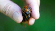 Washington State Department Of Agriculture Sets Traps For Asian Giant Hornets