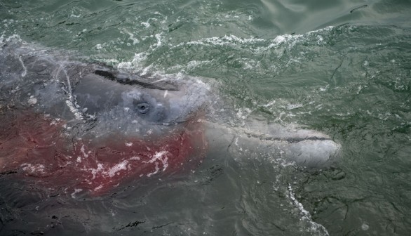 Dead beaked whale