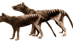 Tasmanian Tiger Revival from Extinction: Possible--Study