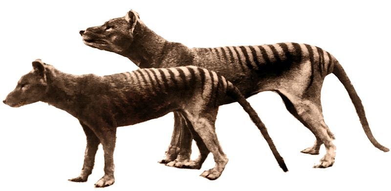 Tasmanian Tiger Revival from Extinction: Possible--Study