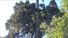 New World's Oldest Tree Beats 4,853-Year-Old Record Holder