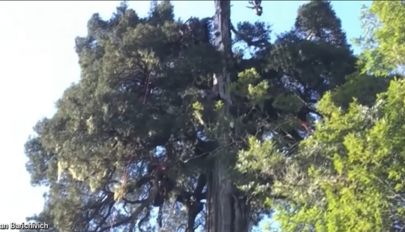 New World's Oldest Tree Beats 4,853-Year-Old Record Holder