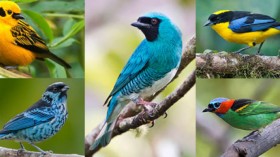 tanagers