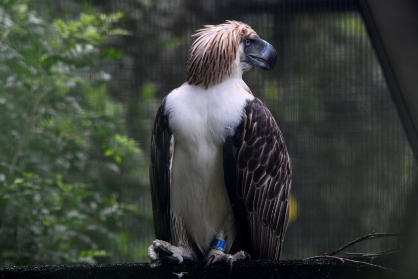 A Male Philippine Eagle