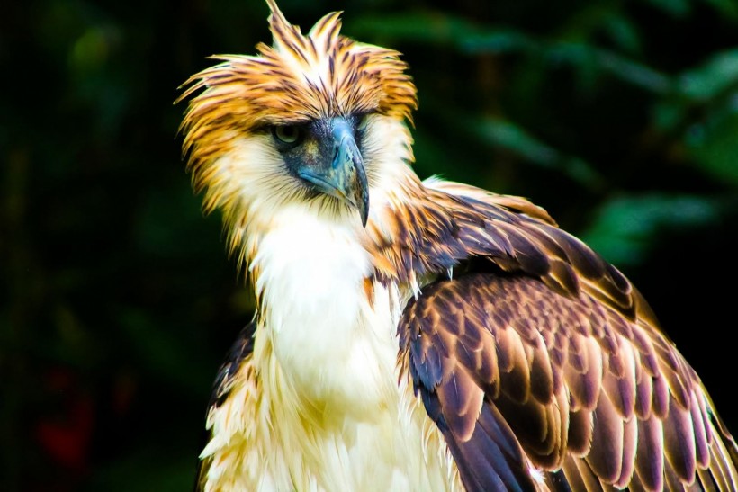 Deforestation in the  threatens one of the world's largest eagle  species 