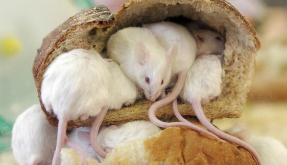 Mice peer out from a loaf of bread which