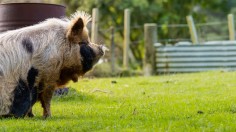 Video: Hunting Dogs Viciously Maul Feral Pig in New Zealand