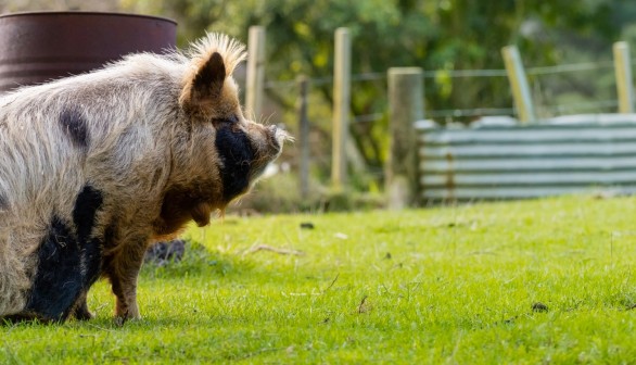 Video: Hunting Dogs Viciously Maul Feral Pig in New Zealand