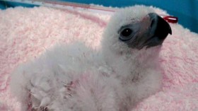 The First Captive-bred Philippine Eagle Gets its First Offspring