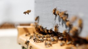 Diversity in Bees, Critical Role in Thriving Ecosystem