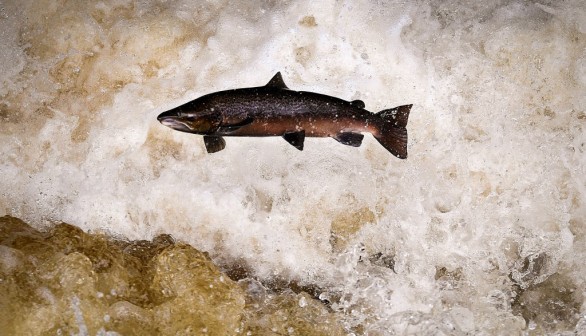 Salmon Leaping At Buchanty Spout