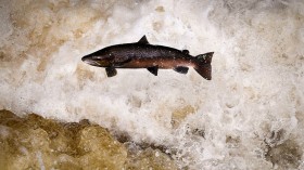Salmon Leaping At Buchanty Spout