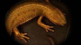 This is an image of a salamander (the newt Notophthalmus viridescens).