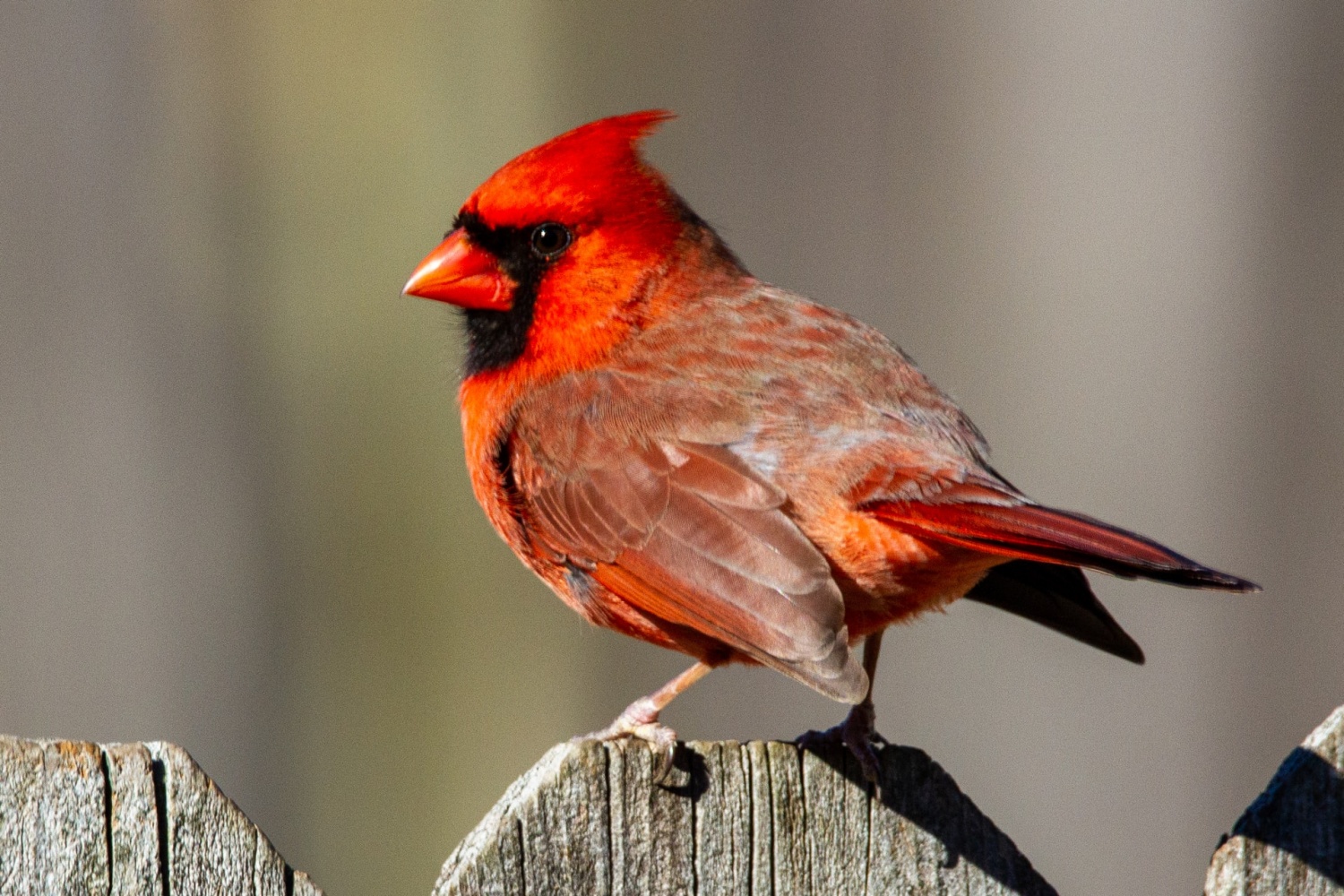 What Do Red Cardinals Represent In The Bible