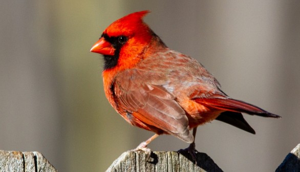 It's a Sign! Why do Red Cardinals Suddenly Appear?