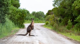 Man Opts for Self-Defense following Kangaroo Attack