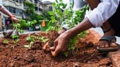 INDIA-ENVIRONMENT-PLANTATION