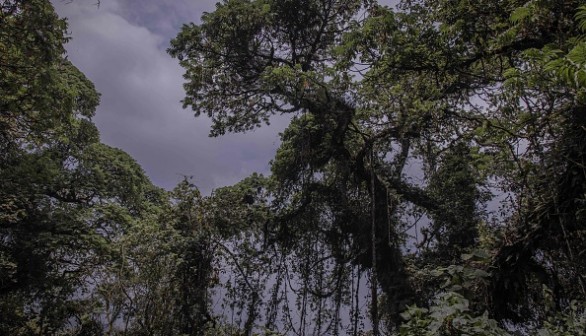 DRCONGO-ENVIRONMENT-CONSERVATION-GORILLAS