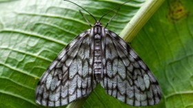 COLOMBIA-ENVIRONMENT-BUTTERFLIES