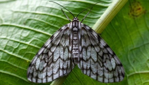 COLOMBIA-ENVIRONMENT-BUTTERFLIES