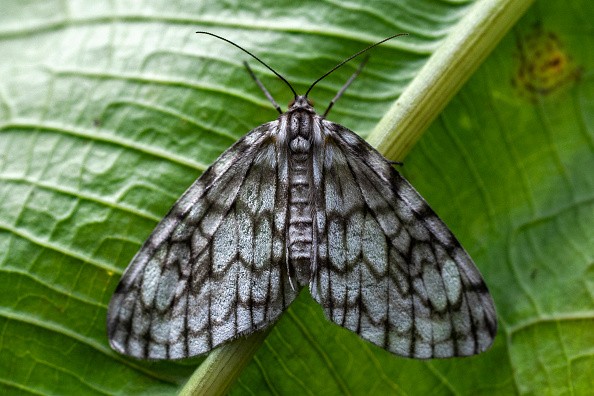 COLOMBIA-ENVIRONMENT-BUTTERFLIES