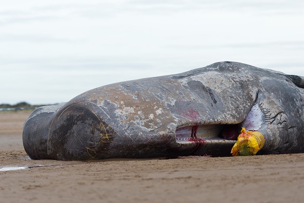 Beached Hunstanton Sperm Whale Dies
