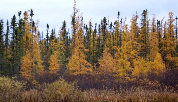 Larix laricina